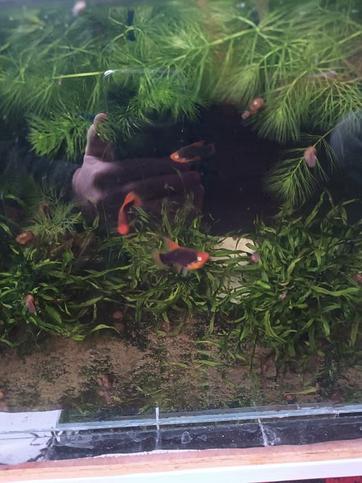 Акваріумні рибки