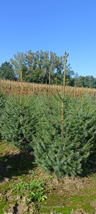 Świerk serbski, własna plantacja kopane z gruntu choinki żywopłot