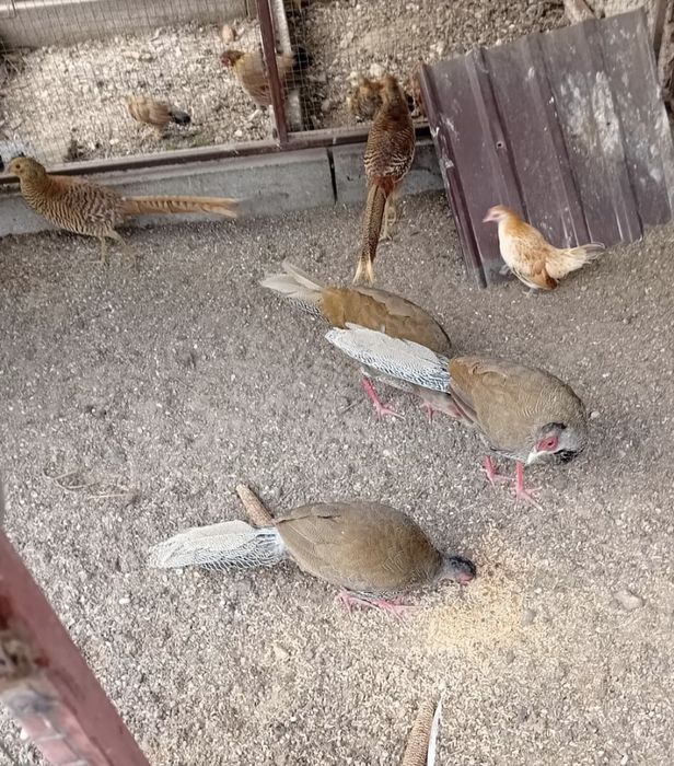 Kogutki ozdobne miniaturki, bażanty srebrne I złote