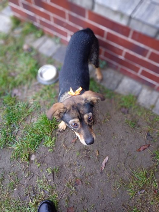 Młoda suczka do oddania