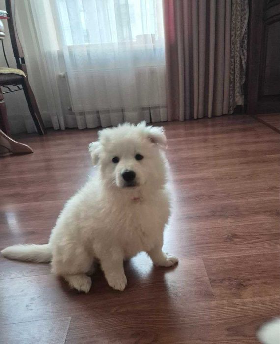 БШО — елітні цуценята, документи, соціалізація