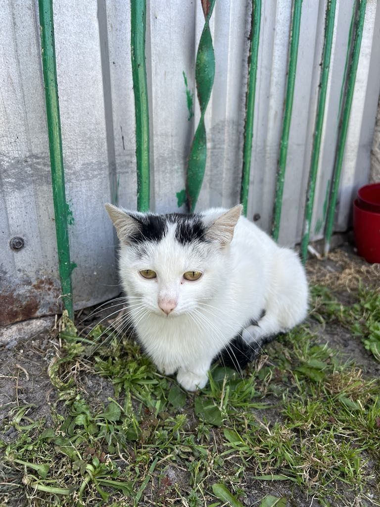 Oddam kotkę w dobre ręce