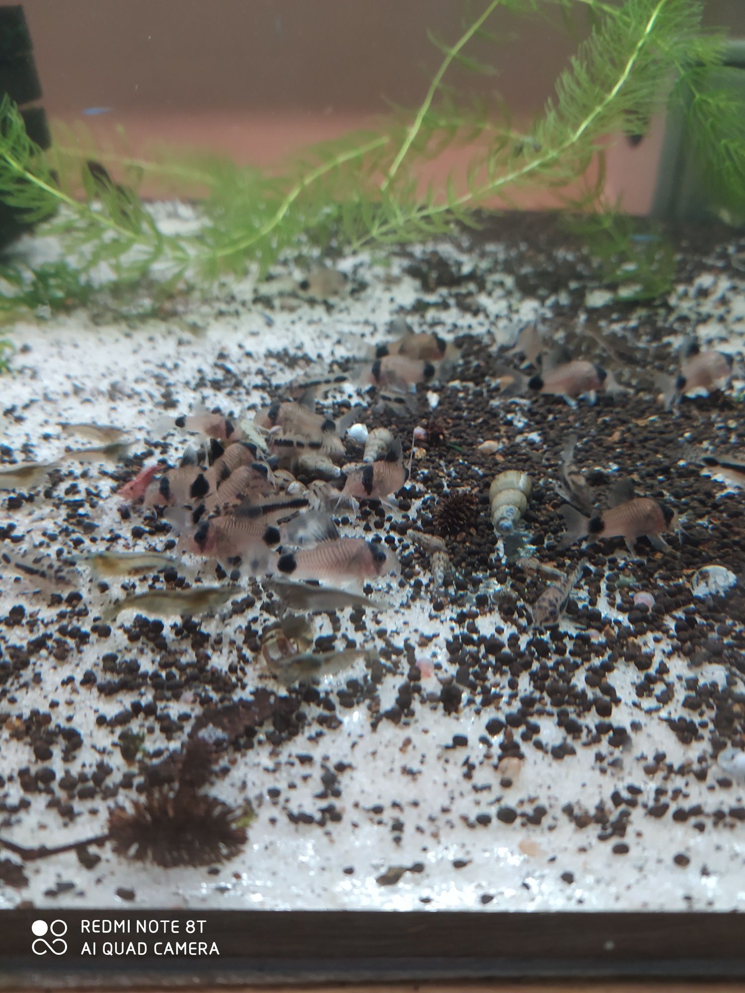 Kirys panda corydoras