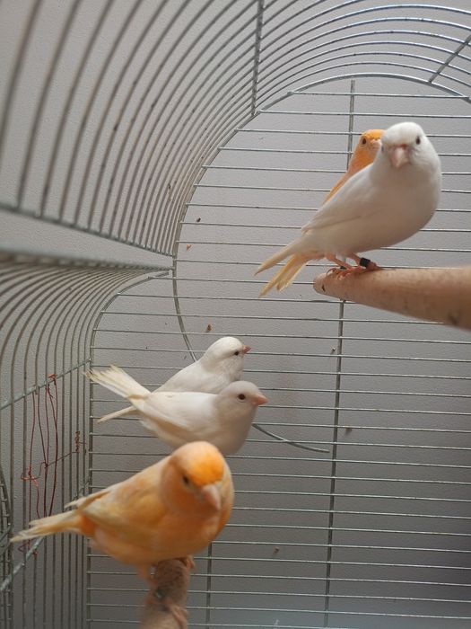 Sprzedam samice z 25r