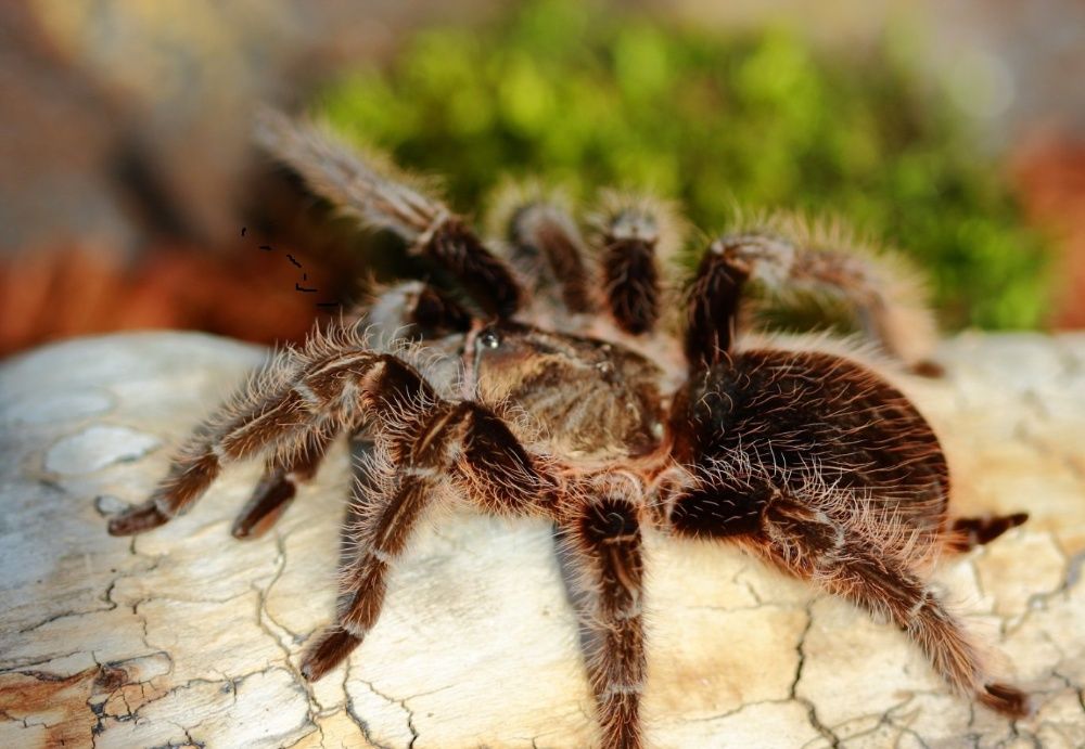 Вrachypelma albopilosum самки паука птицееда для новичков топ