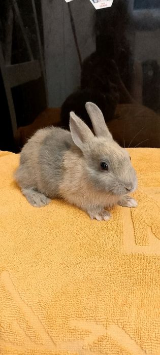 Króliczki miniaturki