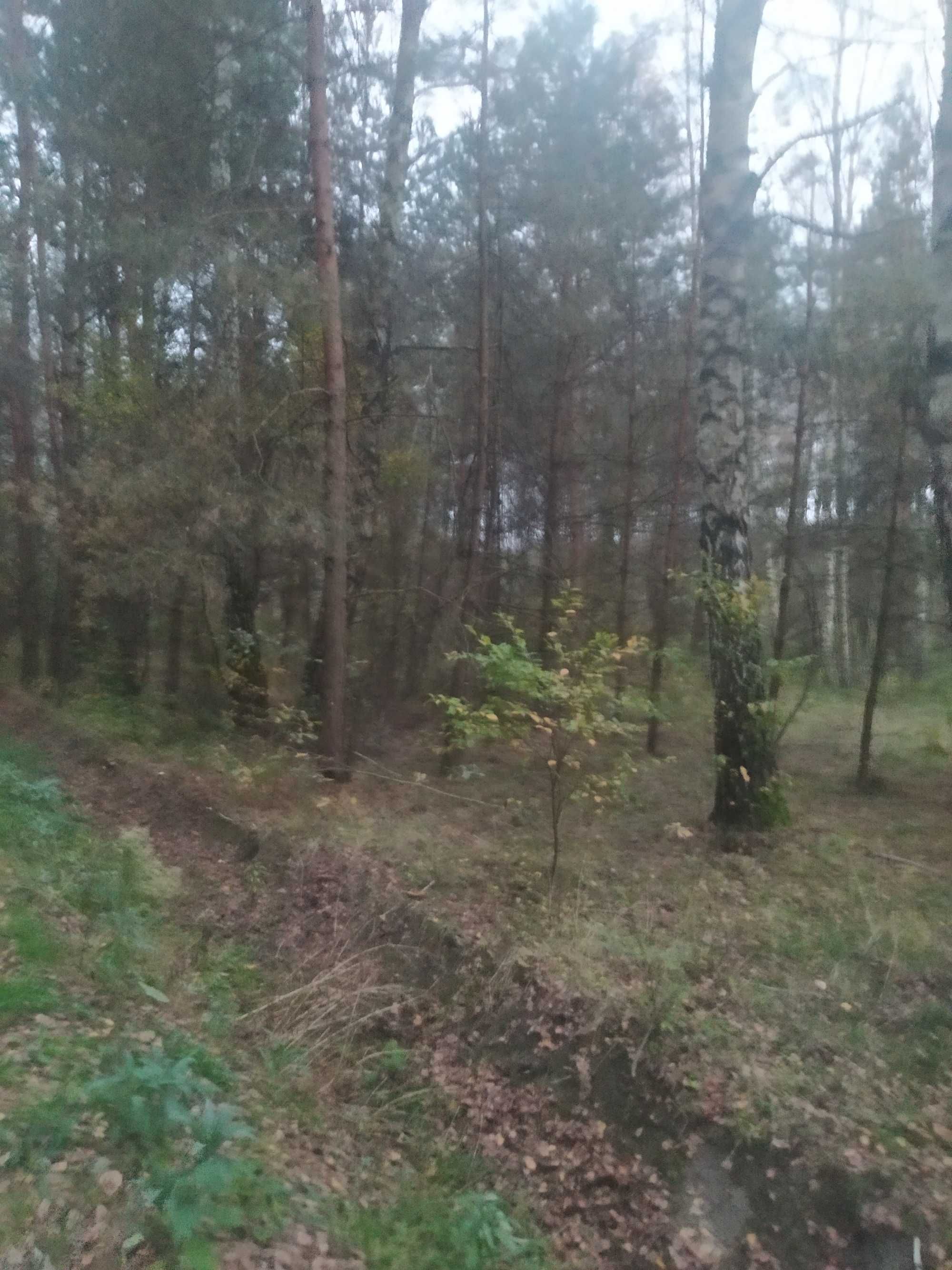 Działka Wola Raniżowska 25 ar