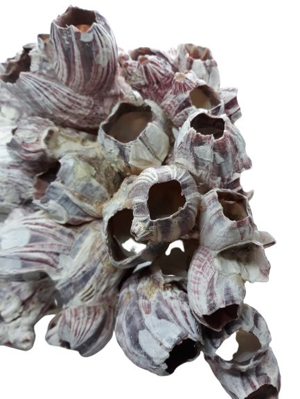 Pąkle Barnacle Muszle DO AKWARIUM roz L