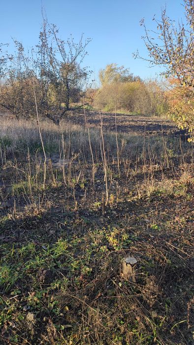 Продам садженці горіха (сортовий). 1,50м. Ціна: Договірна