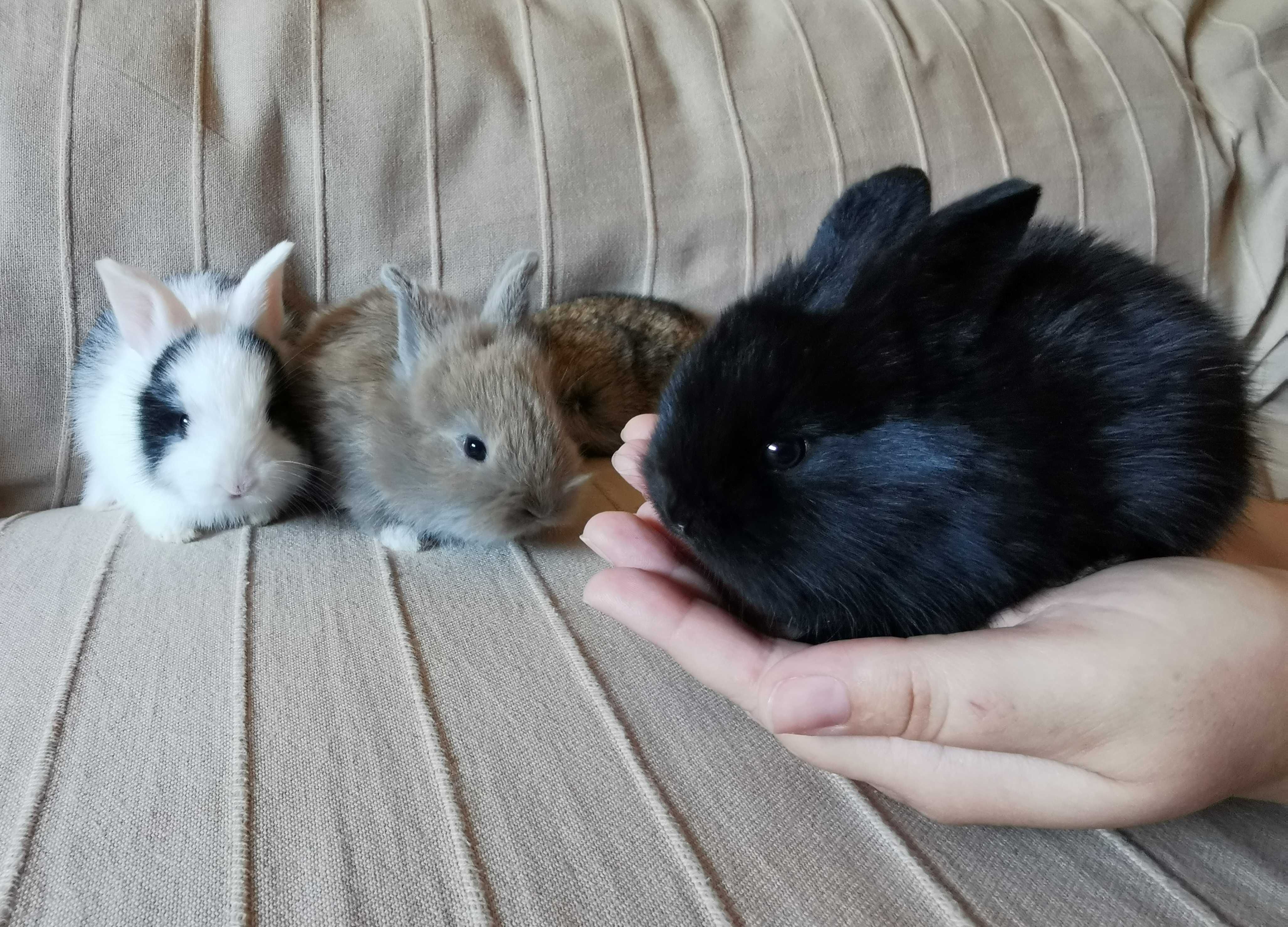 KIT coelhos anões minitoy e mini holandês muito dóceis