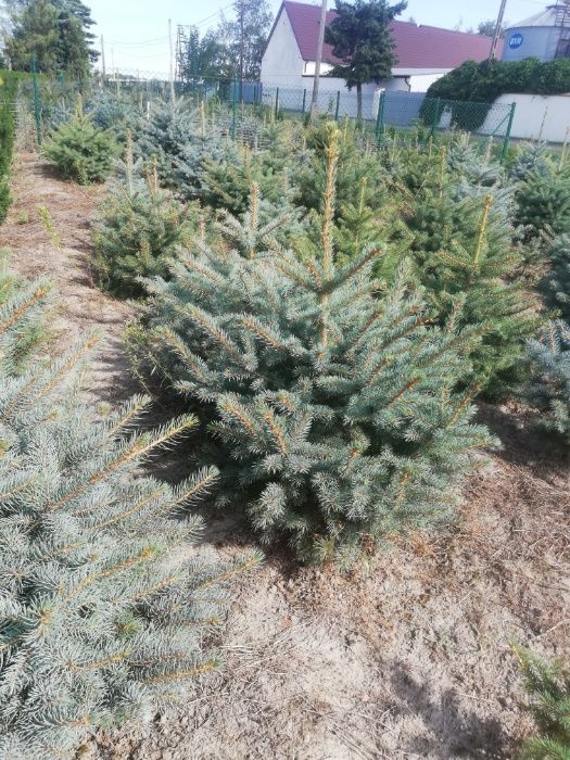 Świerk Srebrby Srebrzysty Iglaki Ocieszyn