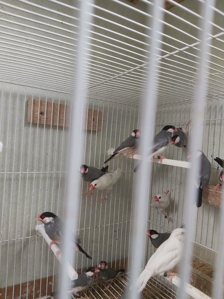 Lote pardais java