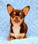 Chihuahua krótkowłosa suczka czekoladowo-podpalana Eleonora