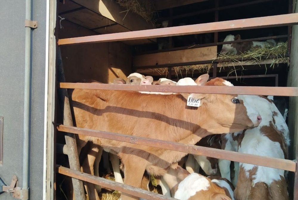 Продаю телята бычки бычков на откорм