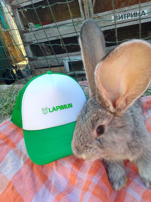 ...я Бельгійський Велетень місячний.