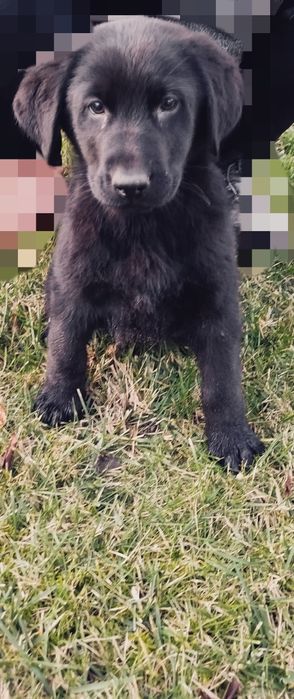 Szczeniak do oddania