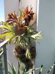 Flores de qualidade