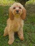Cavapoo cudowna suczka