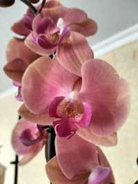 Орхидея биглипп персикого цвета