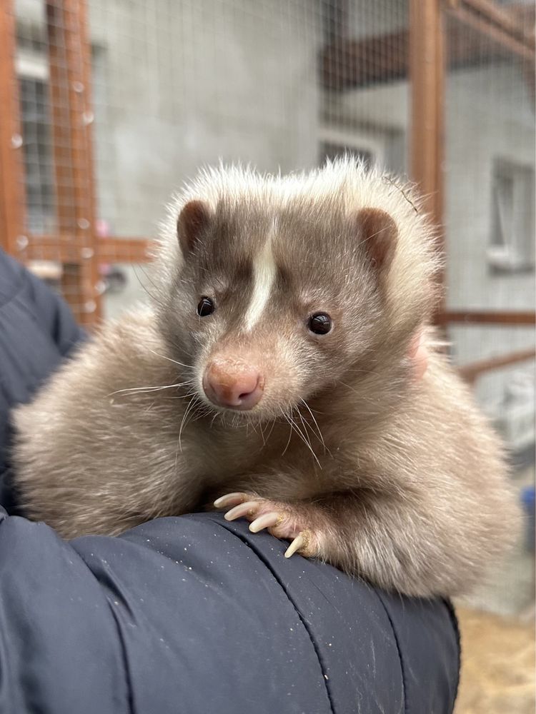 Skunks, młody skunks, kolory