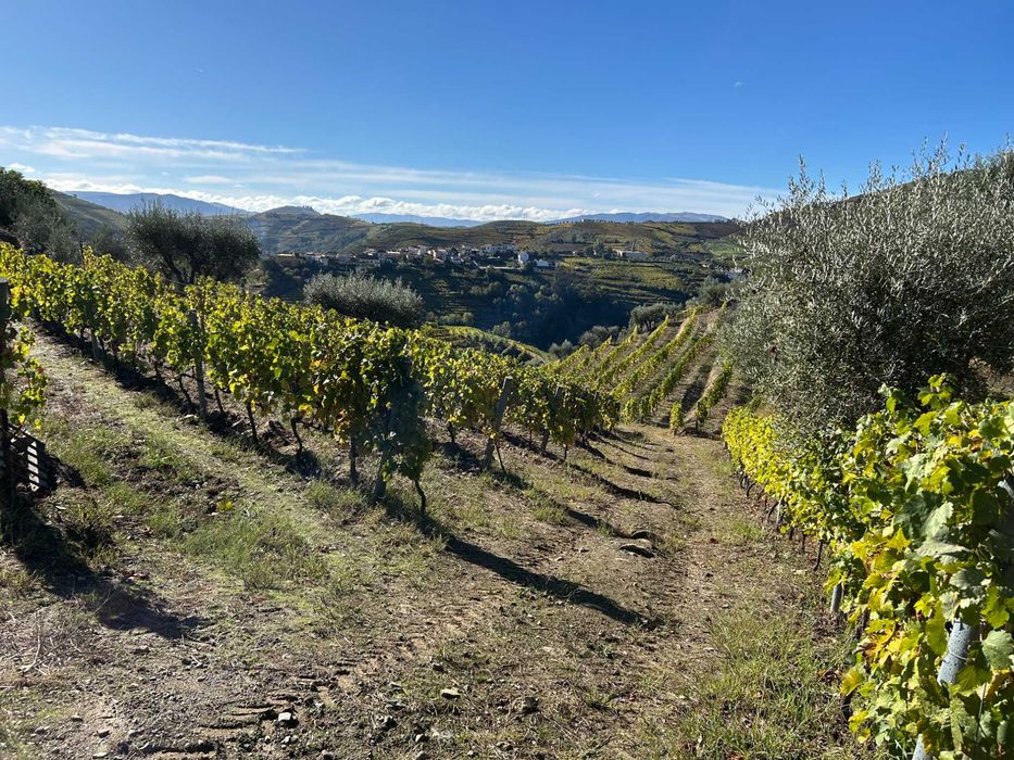 Vinha no Douro Vinhateiro - Bertelo Cumieira