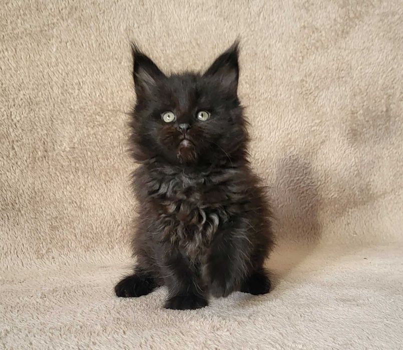 Czarna kotka MCO z rodowodem FPL