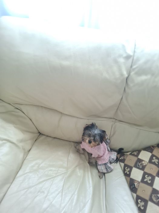 Yorkshire femea miniatura