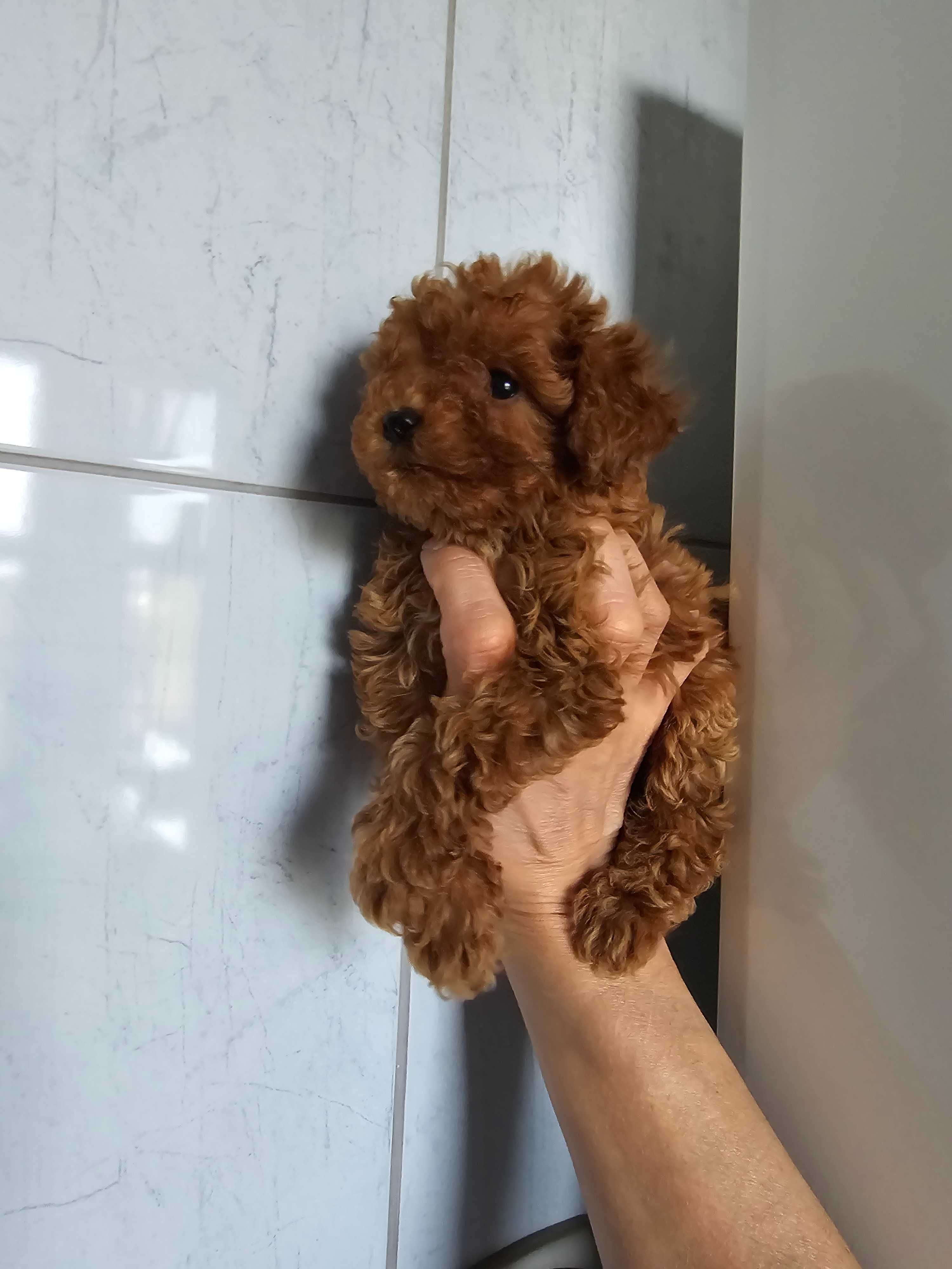 Pudel toy mini pudelek suczka Red brown