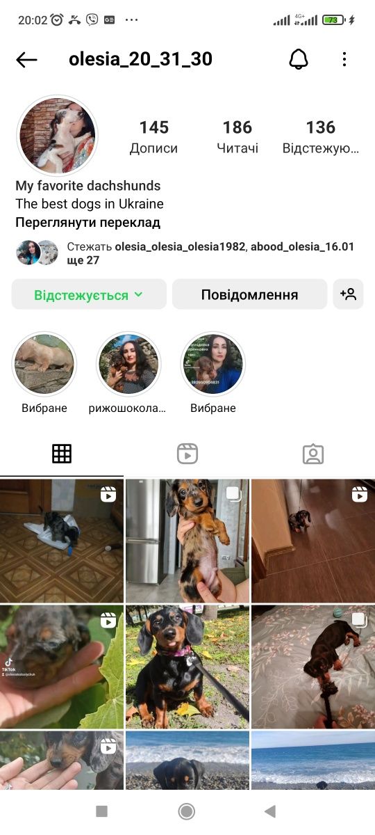 Продаються цуценята карликових міні такс і англійських спаніелів .