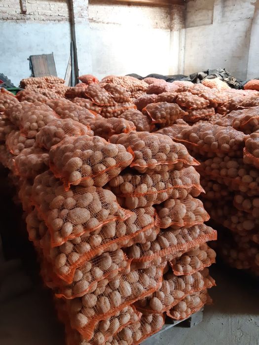 Ziemniaki Wineta, Bellarosa, Redsonia [Vineta]