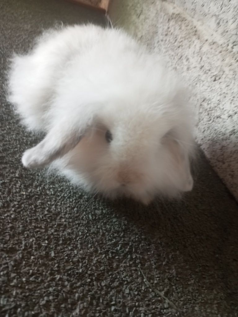 Coelho anão mini lop