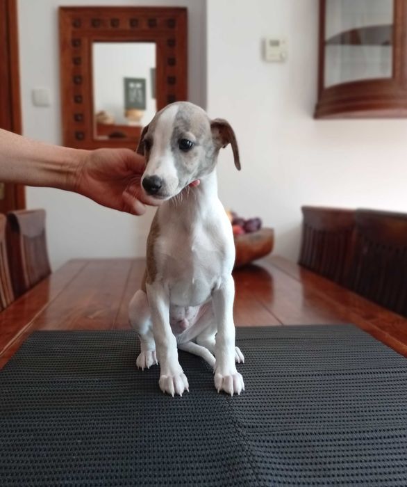 Chart angielski whippet - piesek