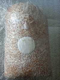 мицелий зерновой продажа от 1 кг -45 грн
