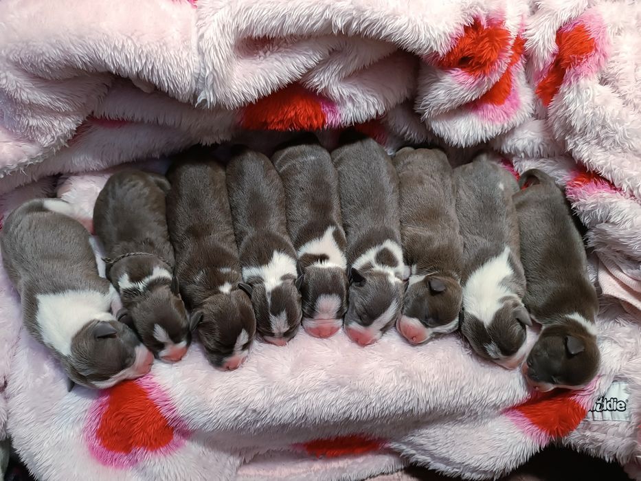 Блакитні Амстафята,КСУ- Дубль в'язка.Відкрите бронювання.