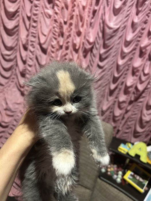 Кошеня дуже гарне і грайливе( дівчинка).