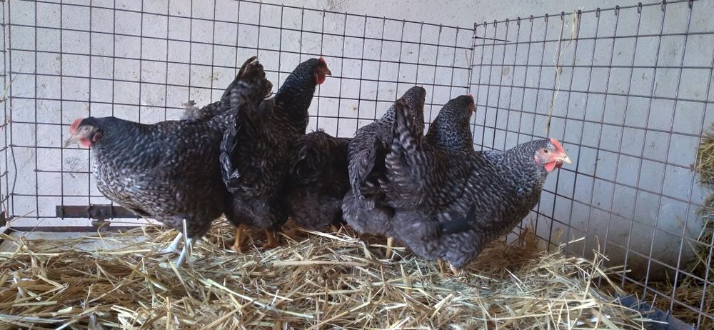 Nioski Rosa 24 tygodnie! Wysyłka od 10 sztuk.