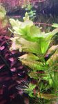 Rośliny akwariowe - Dębówka Meksykańska (Shinnersia rivularis))