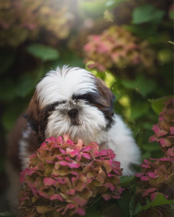 Shih Tzu Szczenie ZkwP FCI