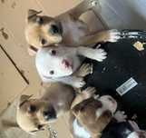 Tenho estes cães mais informações mensagem privada