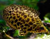 Tenho gouramis leopardo para vender