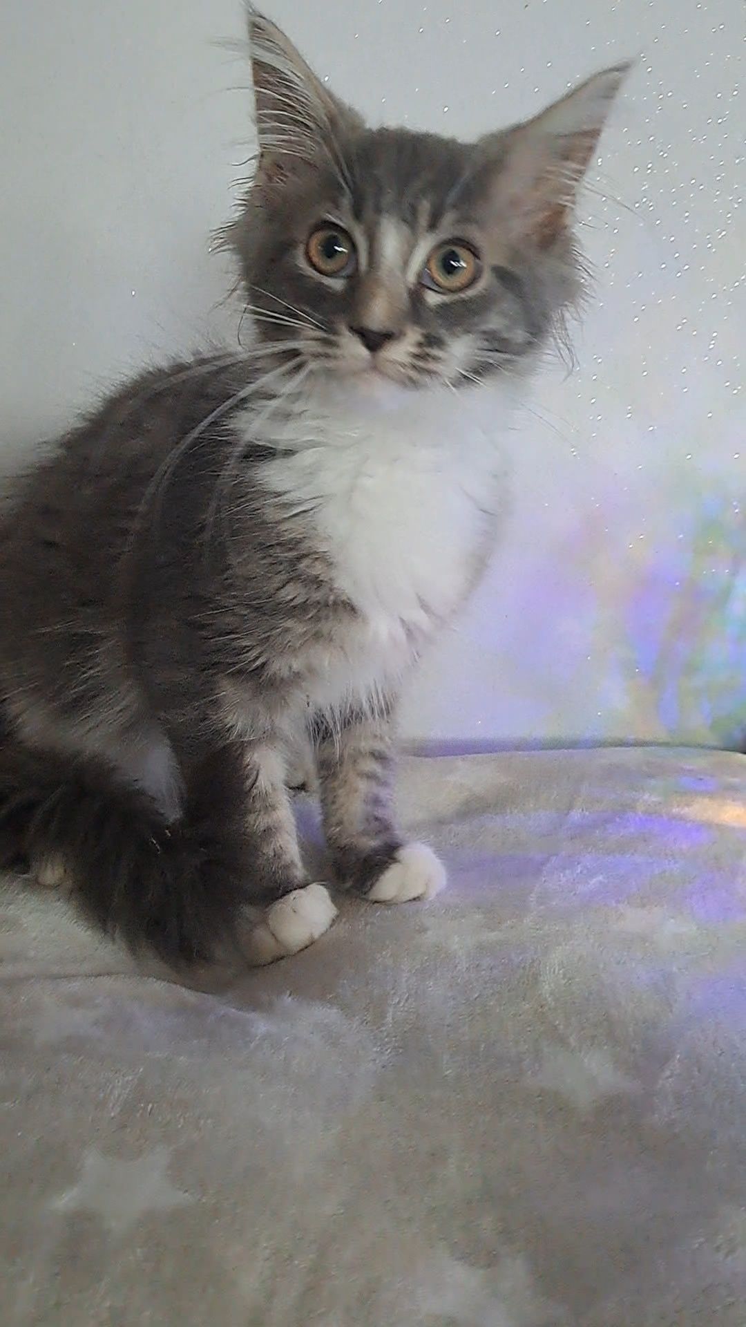 Kotka MaineCoon CIRI niebieska