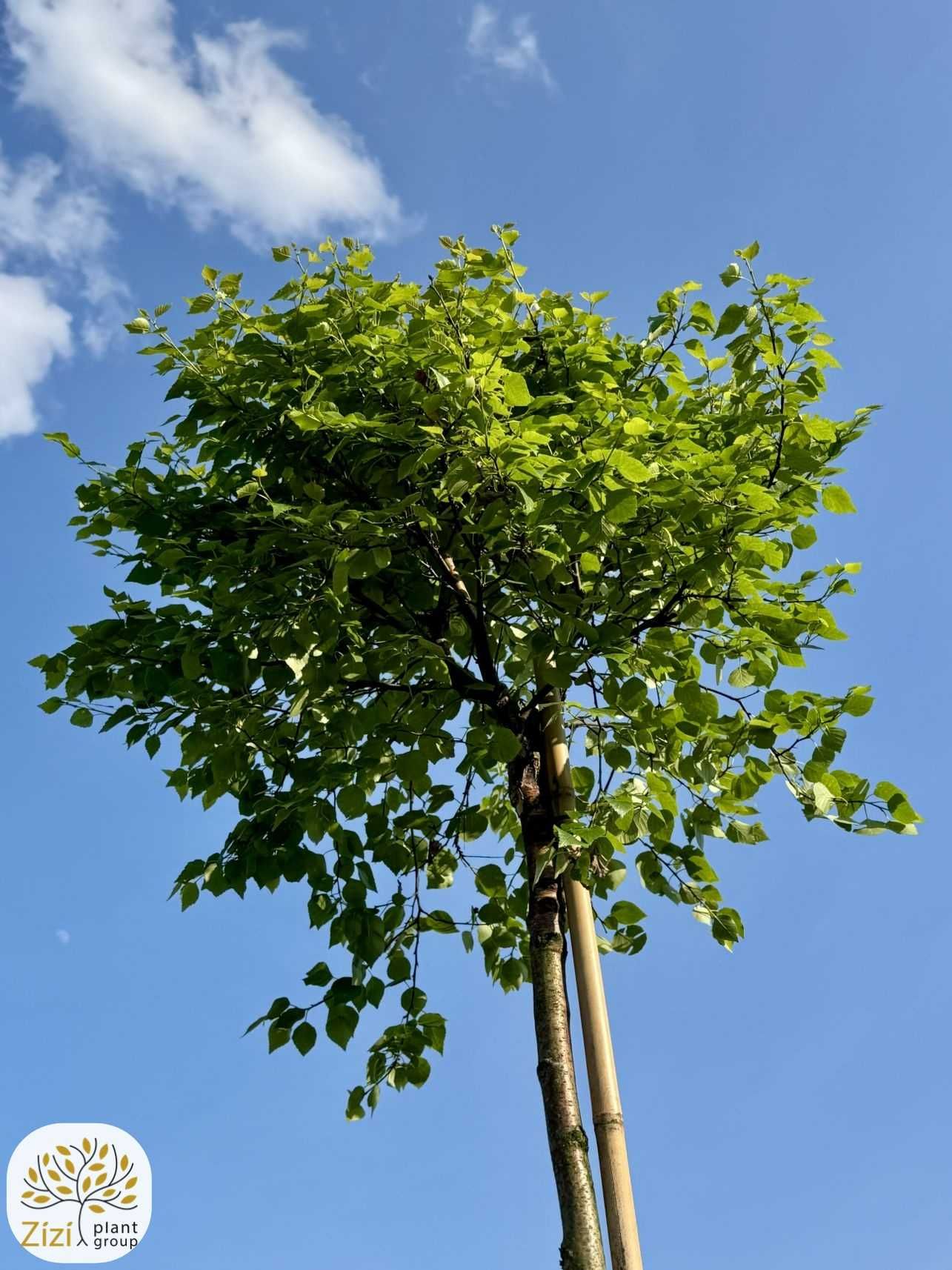 Betula pendula Magical Globe, Brzoza, kulista, obwód 8-10cm,pień 220cm