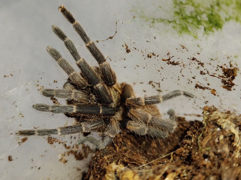 Euthycaelus colonica samica 2,5DC samica