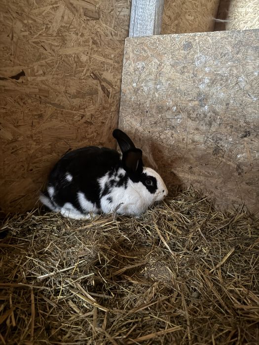 Króliki parka białe samiec samica