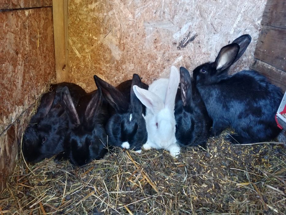 Króliki hodowlane