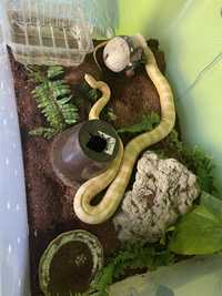 Wąż zbozowy samica + tymczasowe terrarium