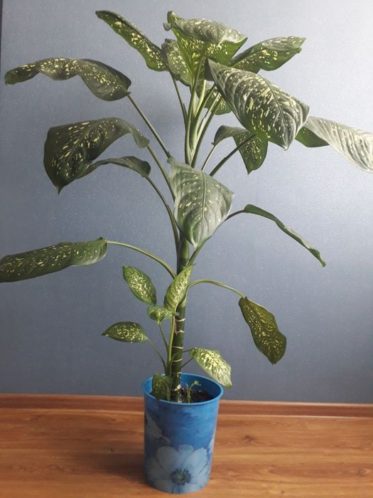 Продам великі вазони.