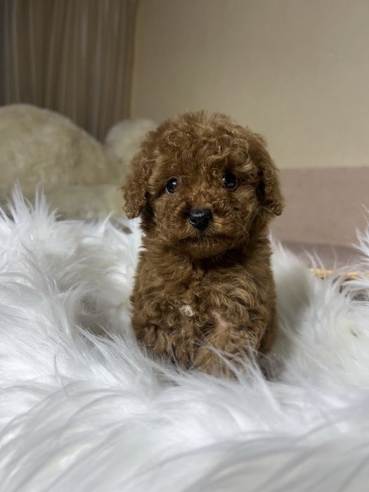 Той пудель Тікап . Дівчинка міні