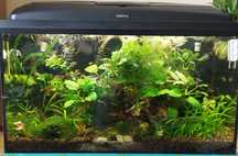 Akwarium Aquael oświetlenie filtr Fluval 207 prefiltr rośliny i życie