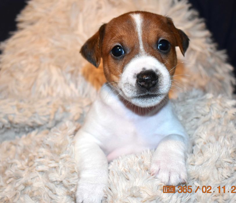 Jack Russell Terrier - szczeniak do rezerwacji